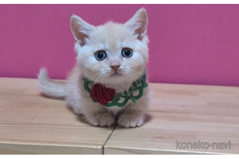 成約済の東京都のマンチカン(短足)-100752の4枚目